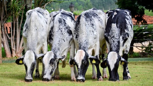 A importância do gado Girolando na produção de leite brasileira